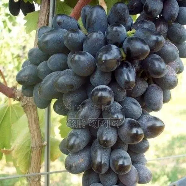 বিদেশী মিষ্টি জাতের আংগুর চারা।