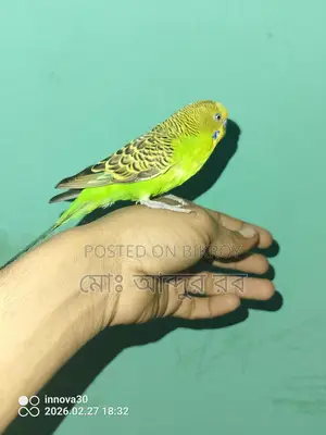 ফুল টেম বাজিগর পাখি