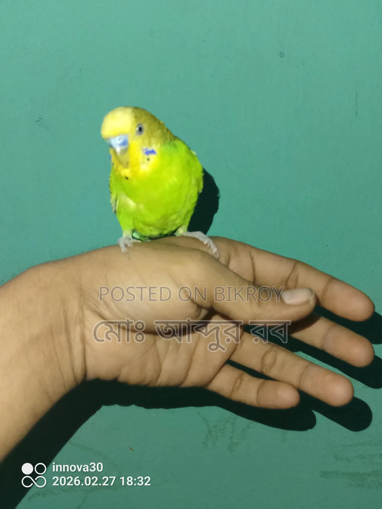 ফুল টেম বাজিগর পাখি