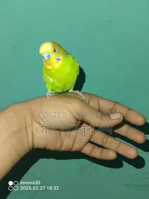 ফুল টেম বাজিগর পাখি