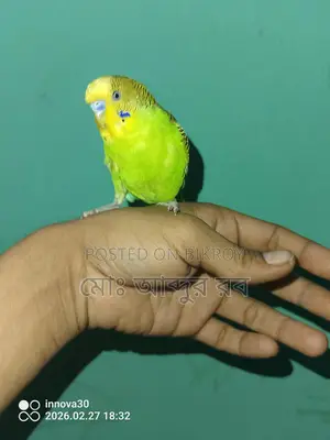 ফুল টেম বাজিগর পাখি
