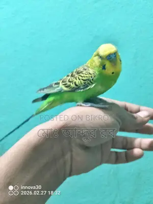 ফুল টেম বাজিগর পাখি