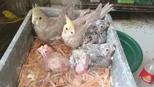 ককটেল পাখি