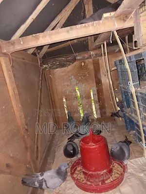 জালালি কবুতর
