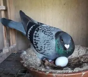 কবুতর