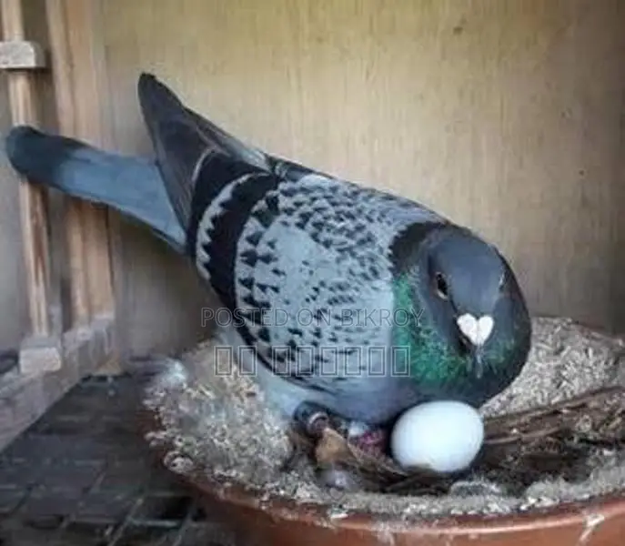 কবুতর