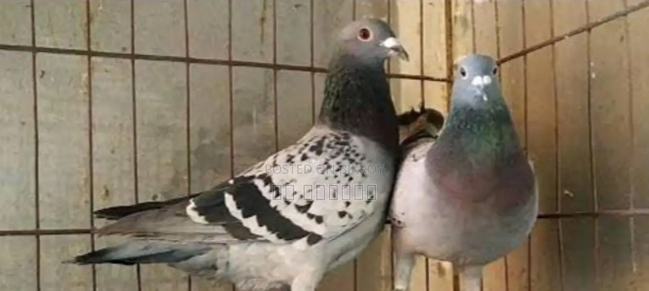 কবুতর
