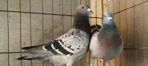 কবুতর
