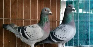 কবুতর