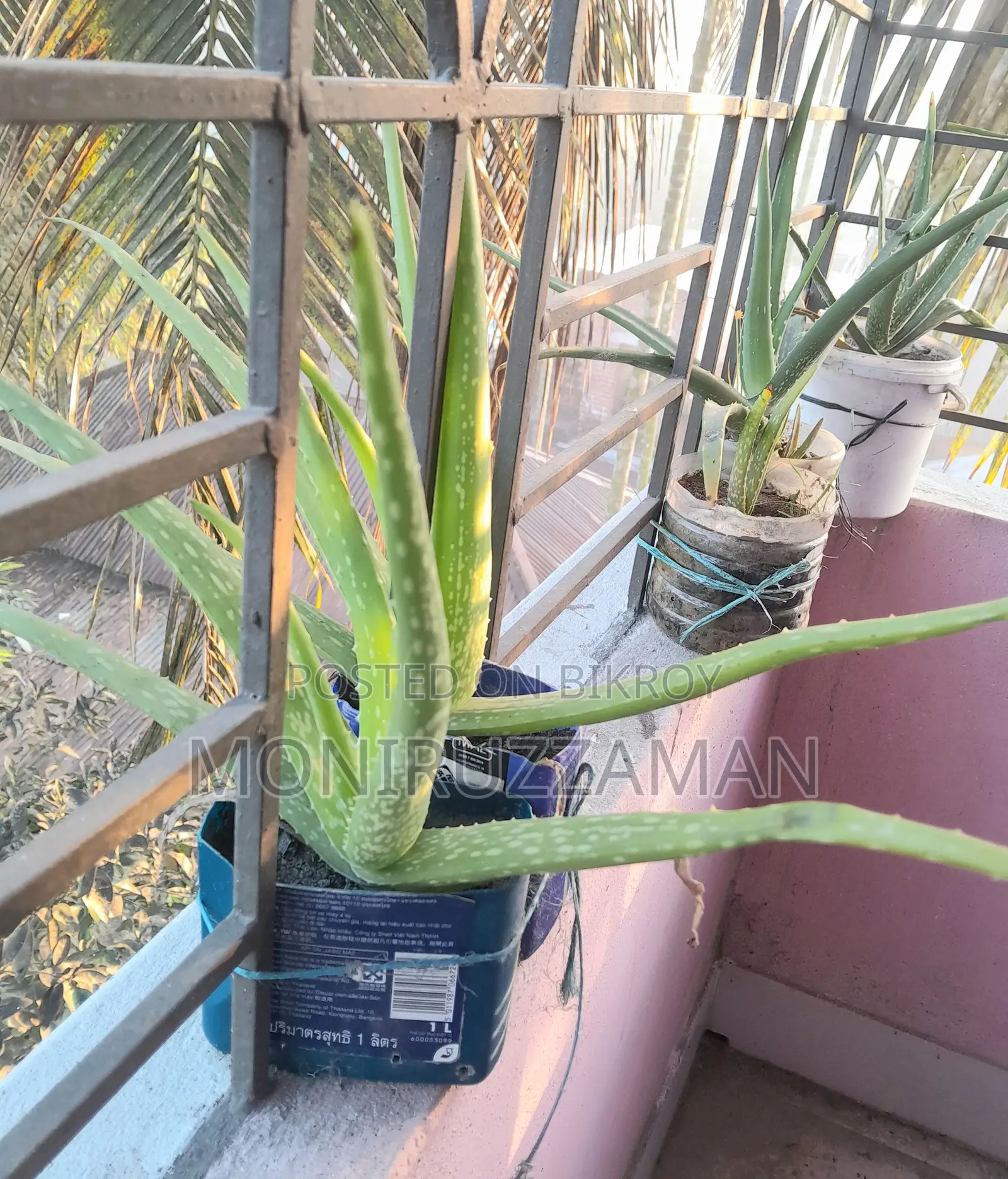 এলোভেরা গাছ বিক্রি