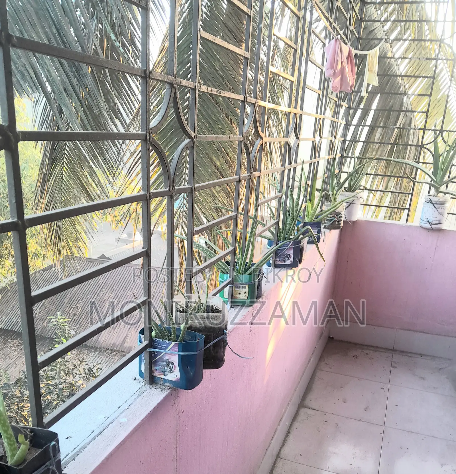 এলোভেরা গাছ বিক্রি
