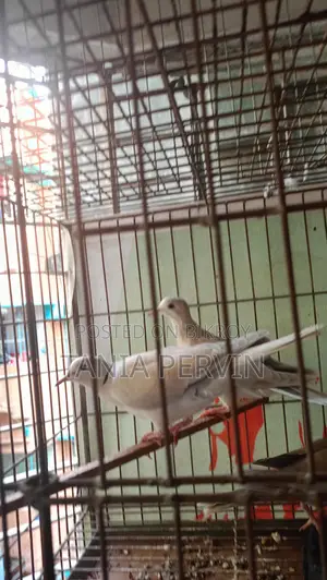 ঘুঘু পাখি
