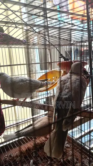 ঘুঘু পাখি