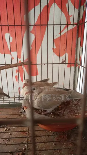 ঘুঘু পাখি
