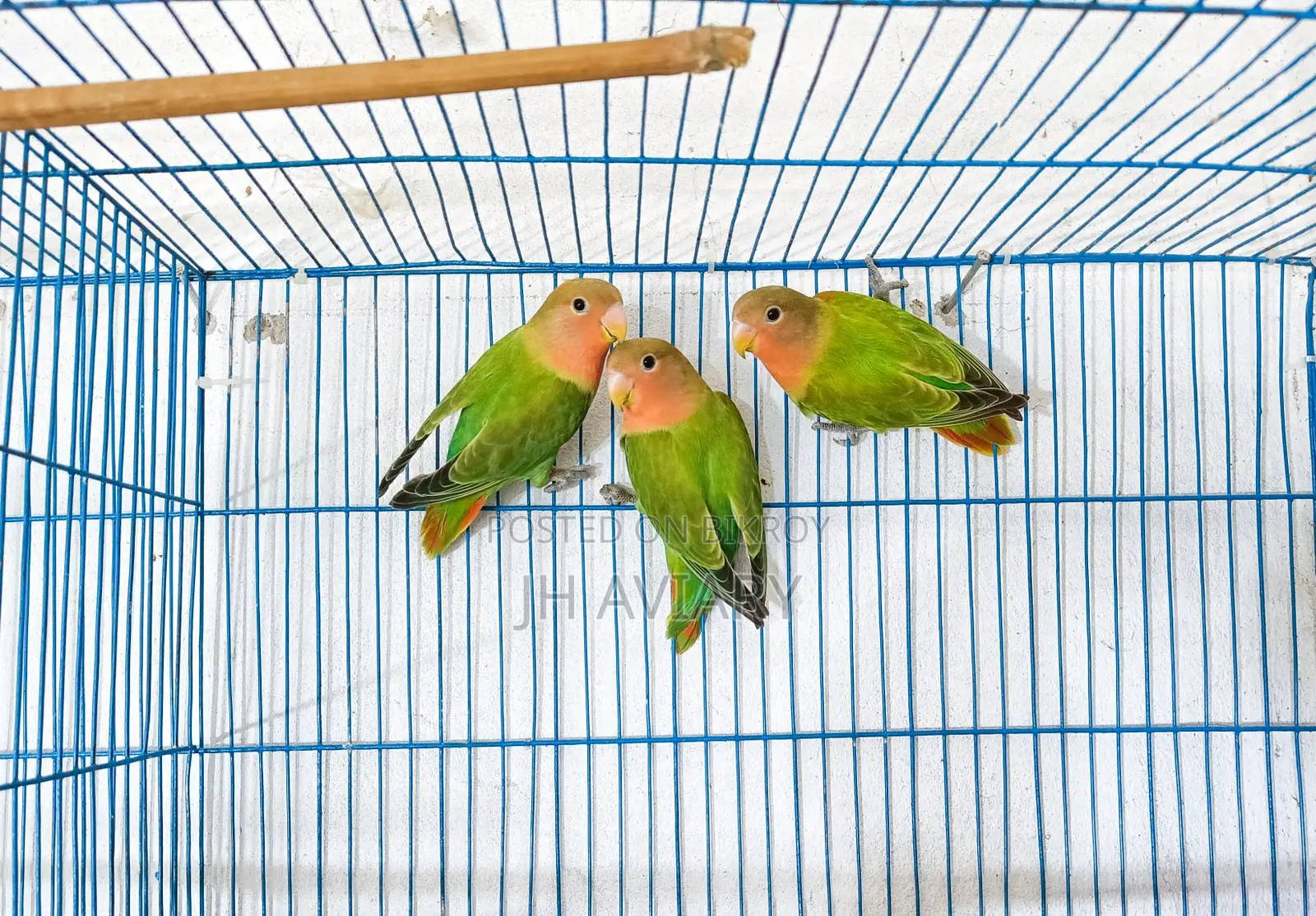 Running Budgies, Java, and Lovebirds for sale