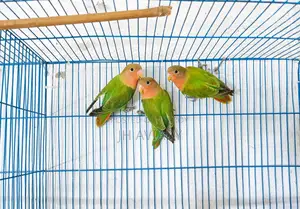 Running Budgies, Java, and Lovebirds for sale