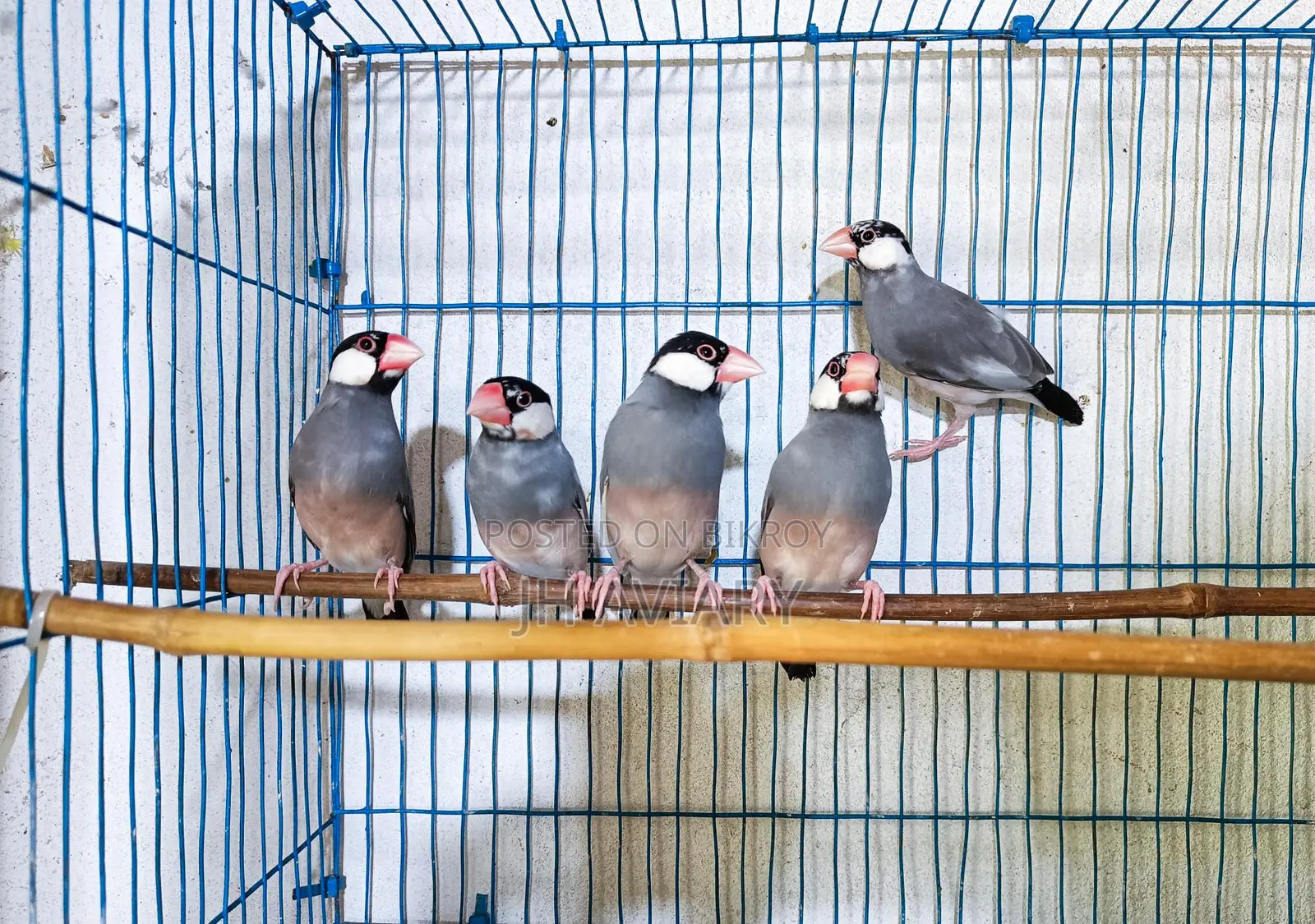 Running Budgies, Java, and Lovebirds for sale