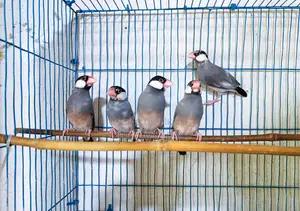 Running Budgies, Java, and Lovebirds for sale
