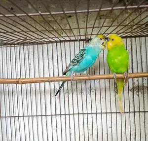 Running Budgies, Java, and Lovebirds for sale