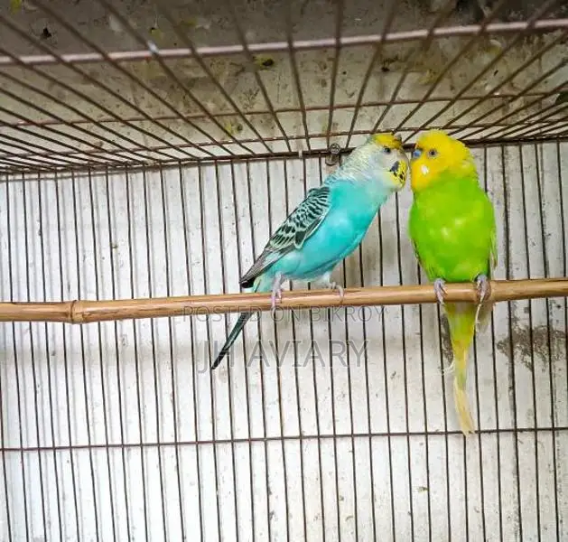 Running Budgies, Java, and Lovebirds for sale