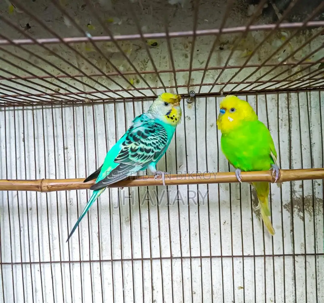 Running Budgies, Java, and Lovebirds for sale