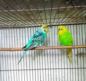 Running Budgies, Java, and Lovebirds for sale