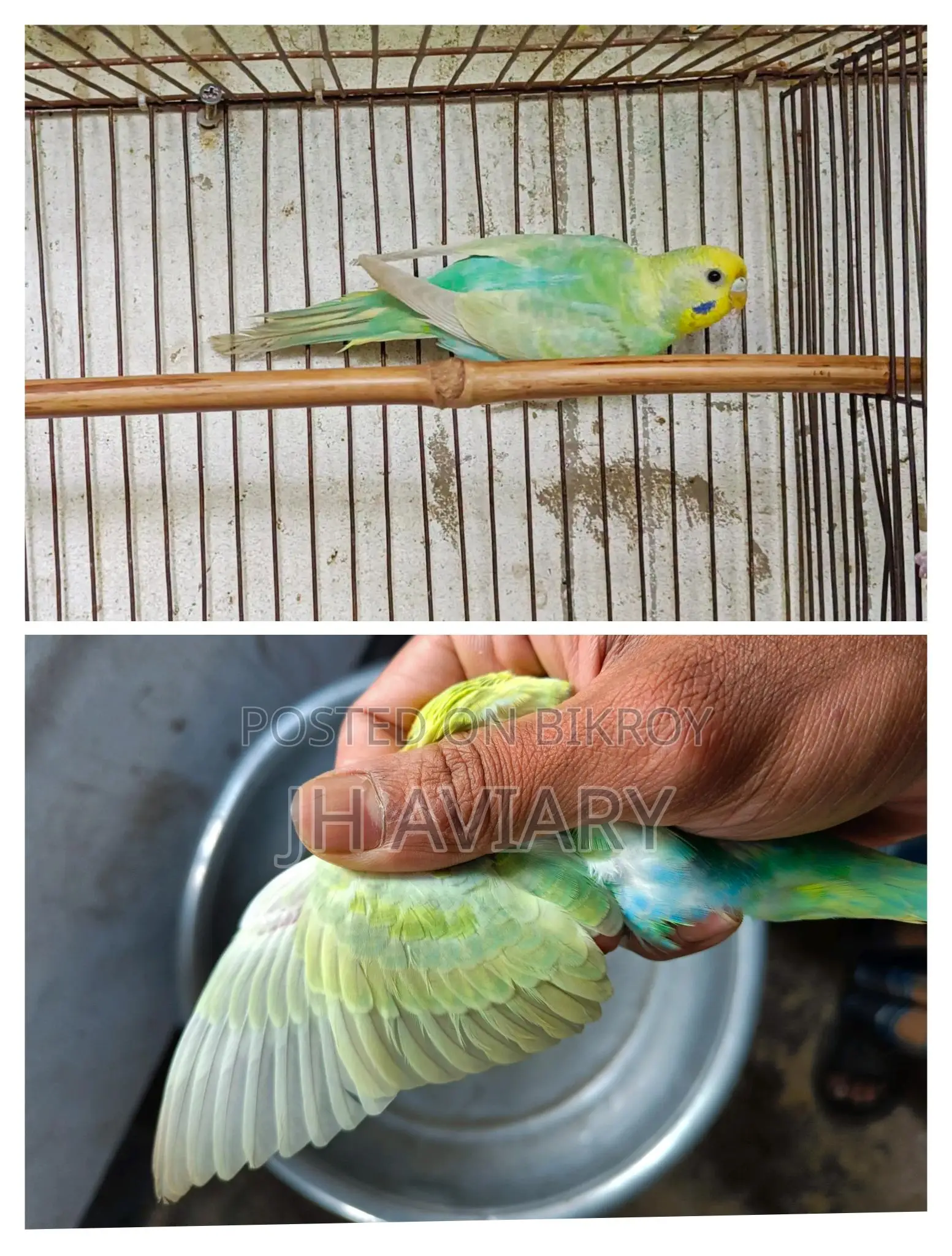 Running Budgies, Java, and Lovebirds for sale