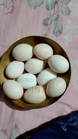 Fayoumi Chicken Hatching Eggs