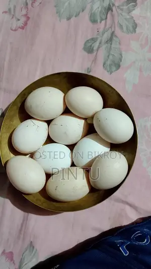 Fayoumi Chicken Hatching Eggs