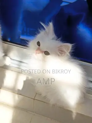 ডল ফেস সাদা পার্সিয়ান বিড়াল