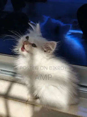 ডল ফেস সাদা পার্সিয়ান বিড়াল