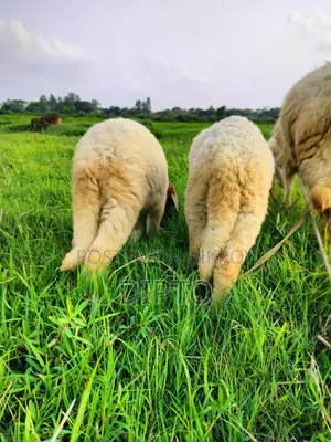 Baby Sheep (Garol)