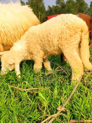 বাচ্চা গাড়ল