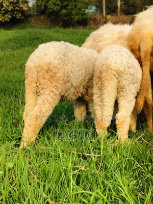 বাচ্চা গাড়ল