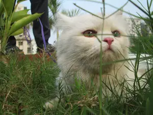 Rare Odd-eye Persian for sale