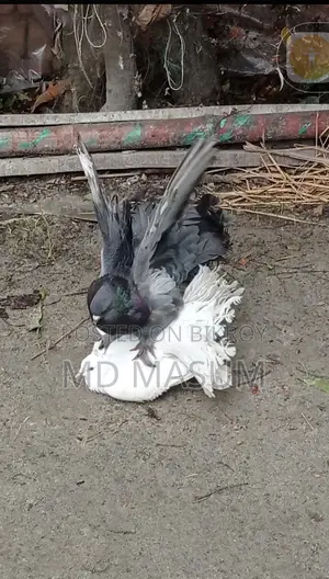 Mayuri Pigeon