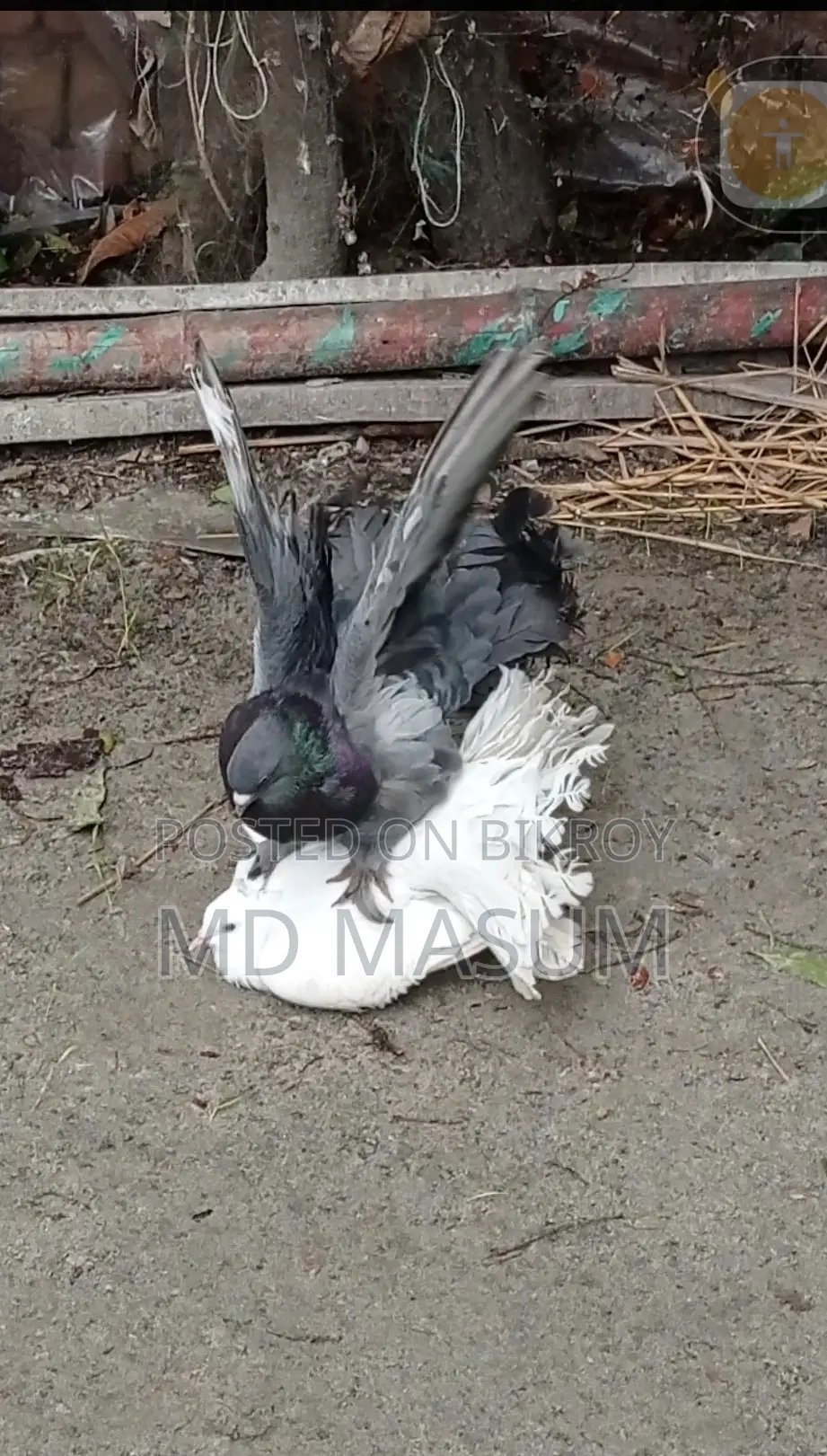 Mayuri Pigeon
