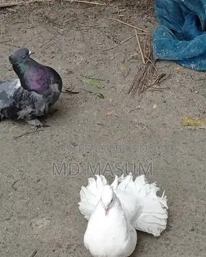 Mayuri Pigeon