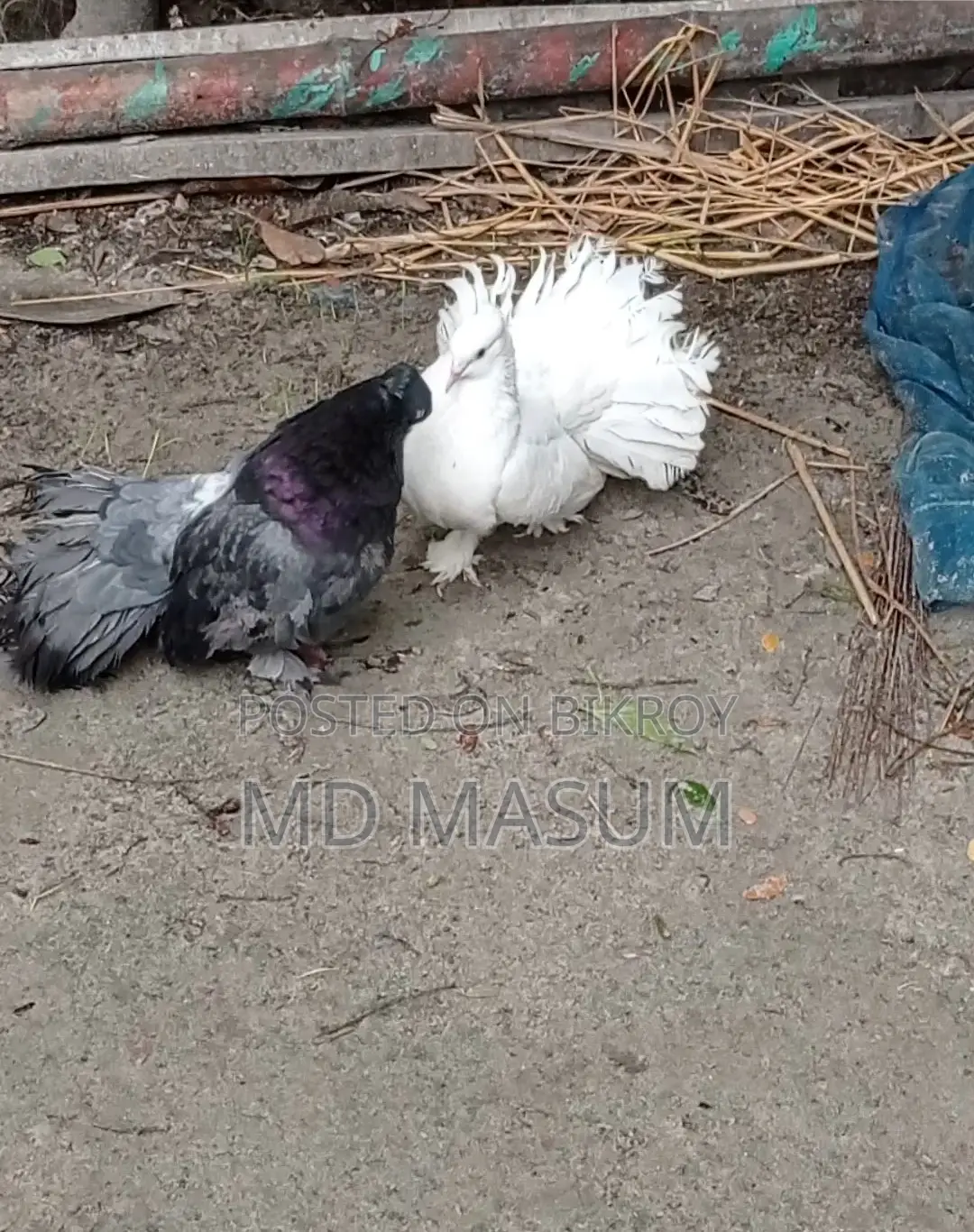 Mayuri Pigeon
