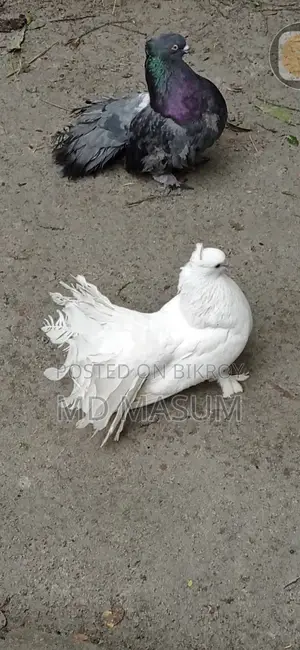 Mayuri Pigeon
