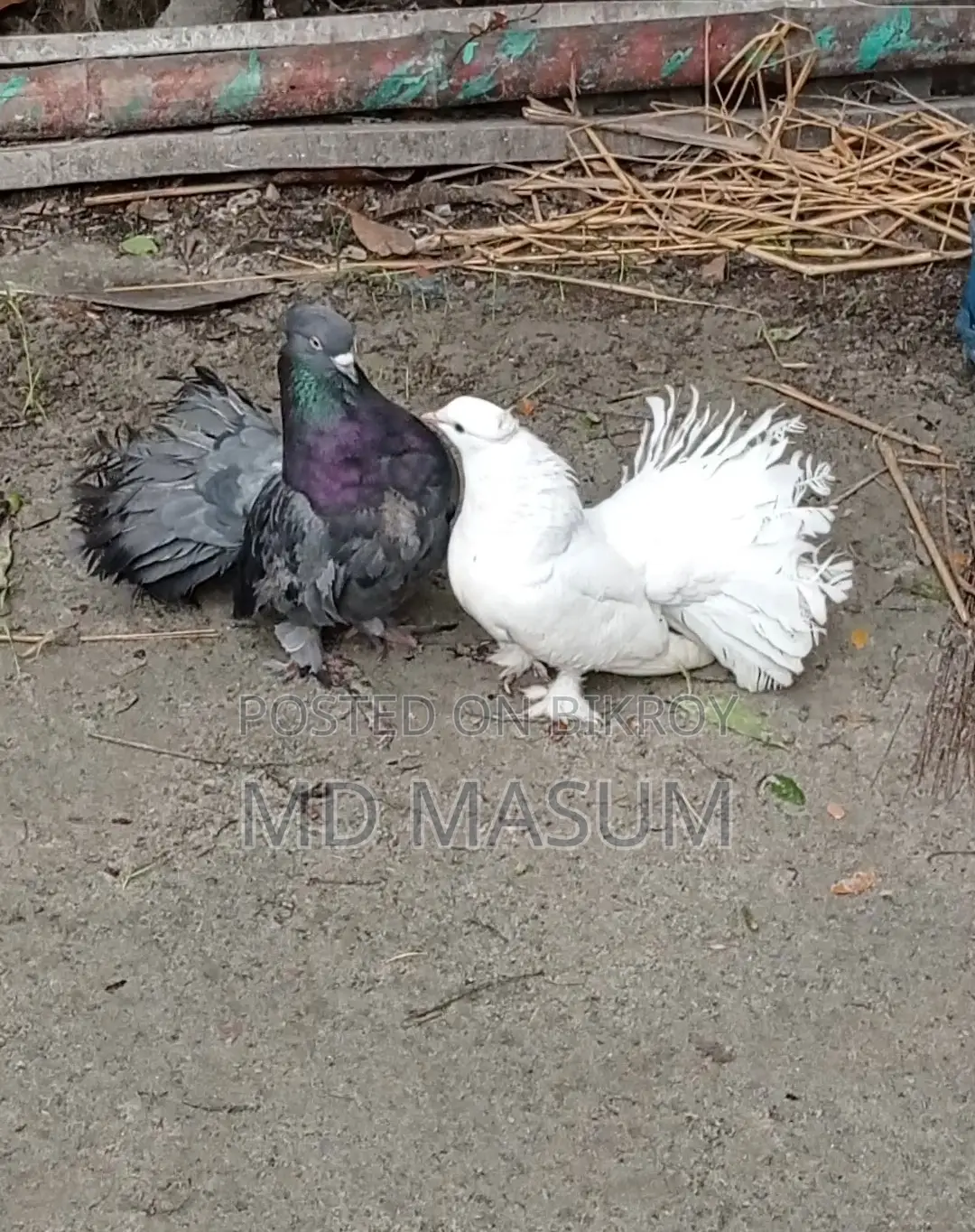 Mayuri Pigeon