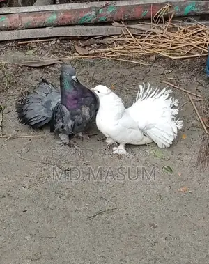 Mayuri Pigeon