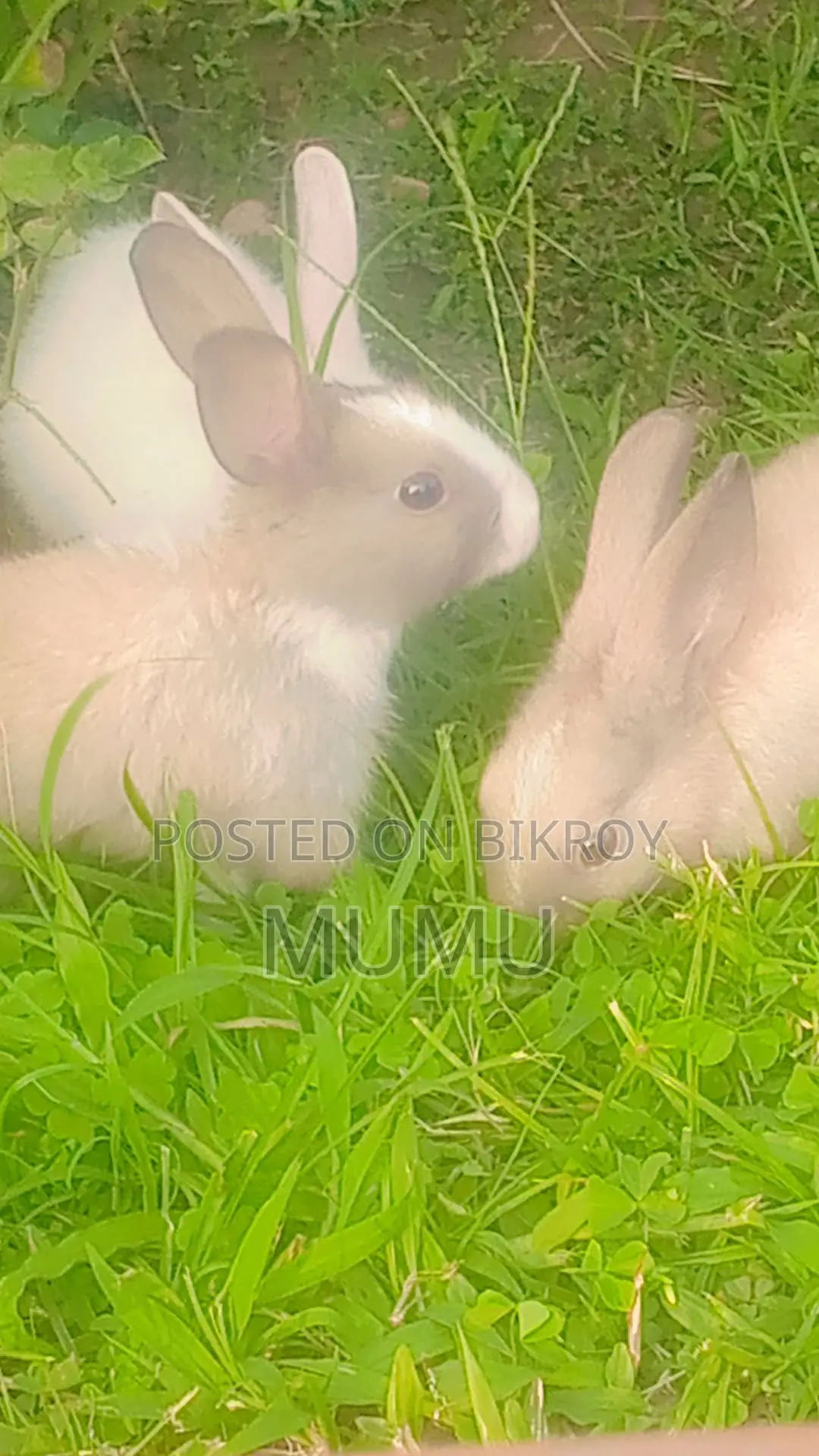 Rabbit