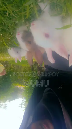 Rabbit