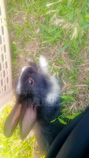Rabbit