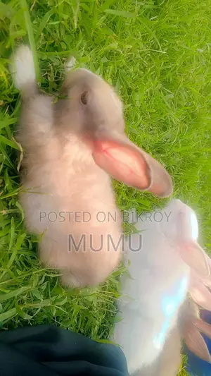 Rabbit