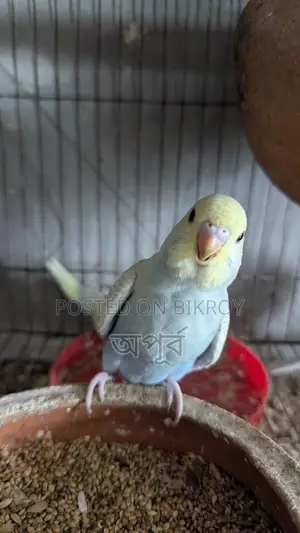 বাজিগার পাখি