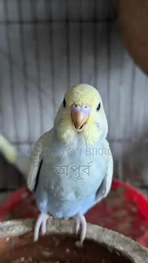 বাজিগার পাখি