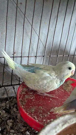 বাজিগার পাখি