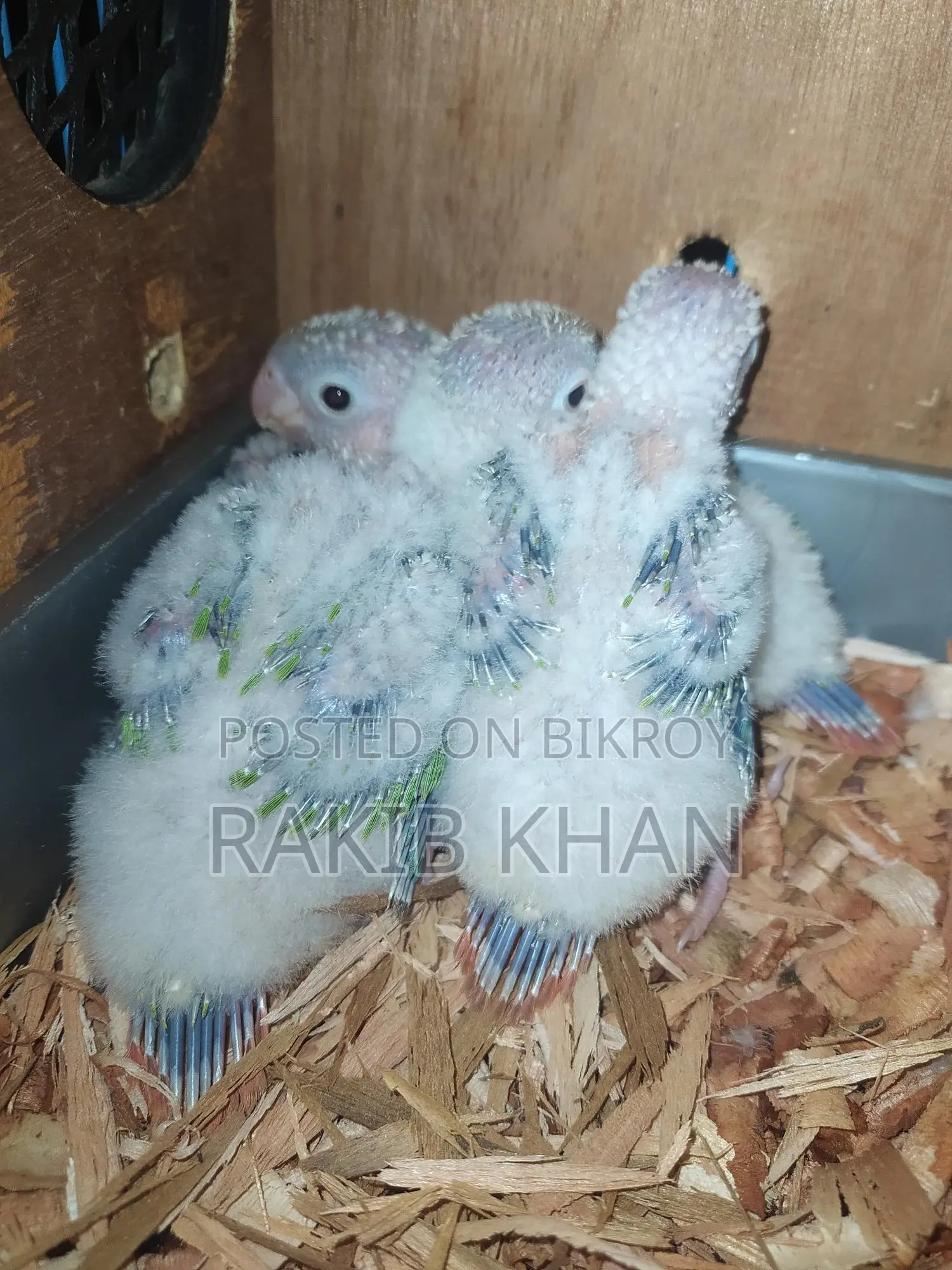 Conure Bird - Conure Baby